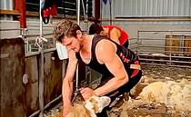 Welsh shearer attempts British Shearing Record