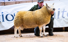 North Country Cheviot rams top at £22,000