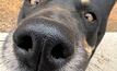 The nose knows: Dogs are valuable workers and companions on farms, so taking care of them makes good sense. 