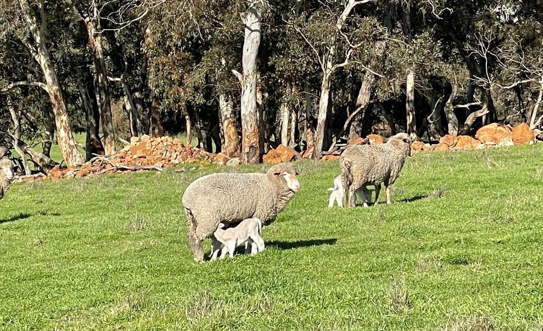 Lamb survival rates can improve by up to 4.5 per cent with optimal mob sizes at lambing according to a project co-funded by Meat & Livestock Australia (MLA) and the Lambs Alive program.