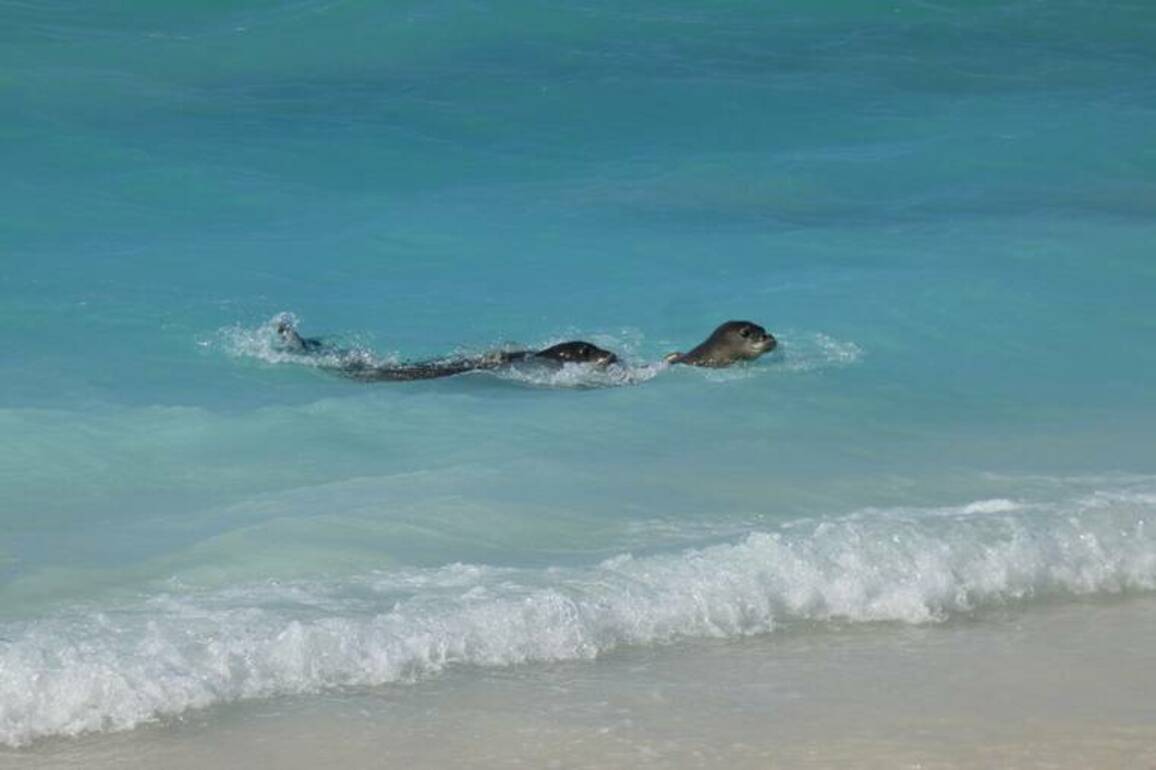 4 rescued Hawaiian monk seals returned to the wild, NOAA says