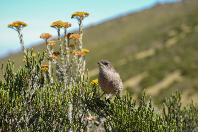 KENYA-MOUNT KENYA-NATIONAL PARK-VIEWS
