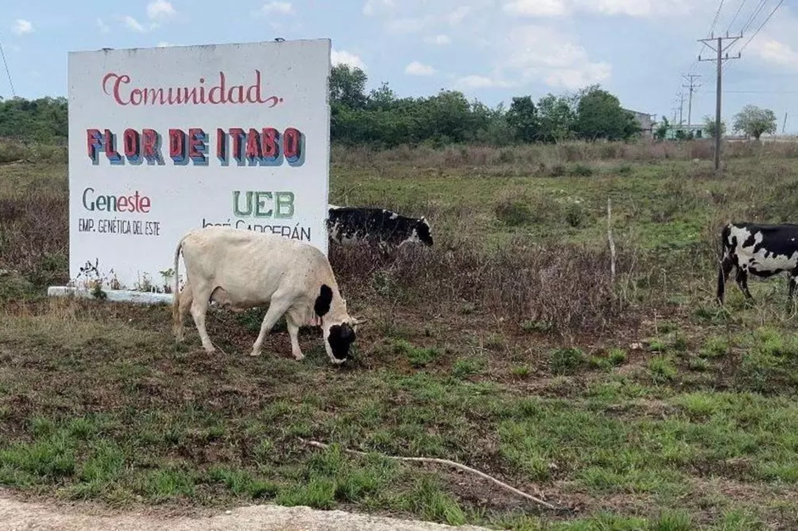 A Cuban Farming Town Where There Is No Life - Havana Times