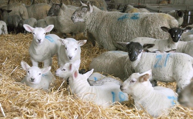 Top tips for indoor lambing