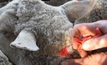 Safer code of practice needed for vaccinating livestock