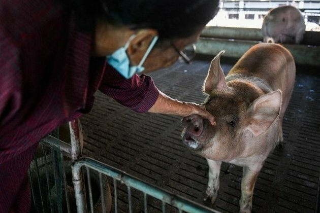 Nepal reports first African swine fever outbreak