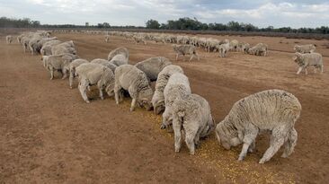 MLA said sheep farms can become exposed to rising fodder costs during dry years.