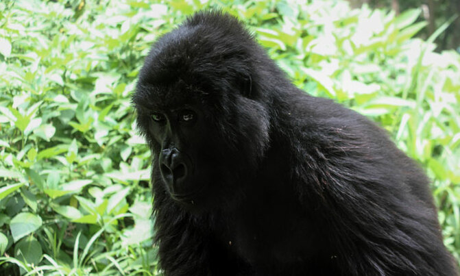 Protecting DR Congo's mountain gorillas Protecting DR Congo's mountain gorillas