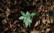 Stock image of green sapling growing through foliage