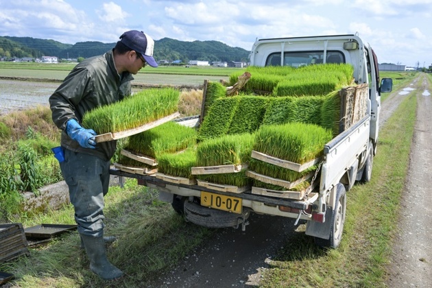 Rice Prices Double In Japan As Inflation Accelerates - IBTimes