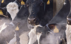 'A dung connoisseur': Vet shares tips for managing dairy diets this winter