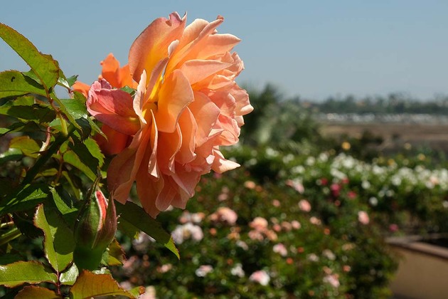 Dont let a bouquet cost you  CBP warns of flower import rules this Mothers Day s of San Diego