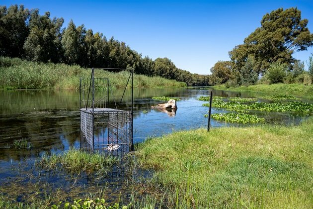 50 Bonnievale crocs caught, unknown number still on the loose