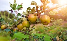 Producers warn of IHT's risks to cider making