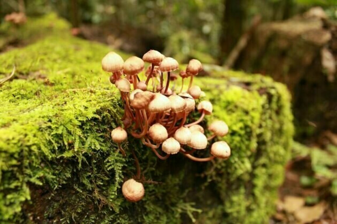 It's wild mushroom season in Australia. Here's how to stay safe and avoid poisoning