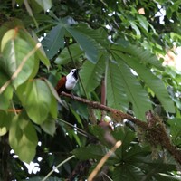 COSTA RICA-DIVERSE SPECIES-WILDLIFE