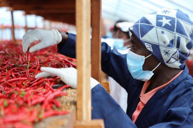 Xinhua Commentary: Zero tariffs forge stronger China-Africa partnership toward shared prosperity