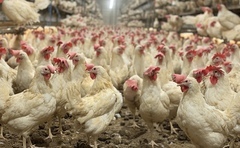 Free-range egg production boosts income and growth on Northern Ireland family farm