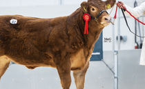 Weaned calves peak at 25,000gns