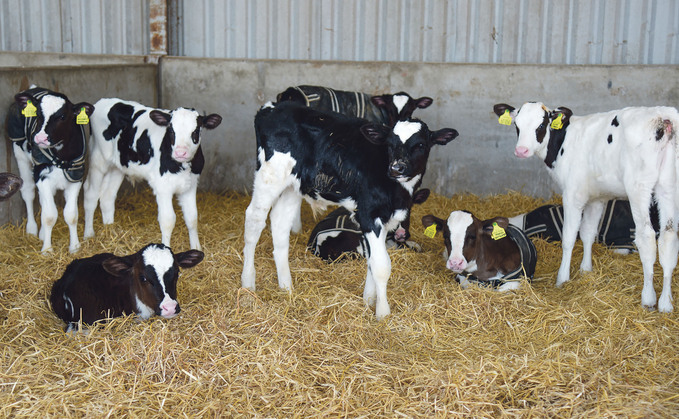 Indoor dairy calves