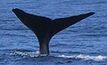 Whale controversy in the pipeline for Sakhalin-2