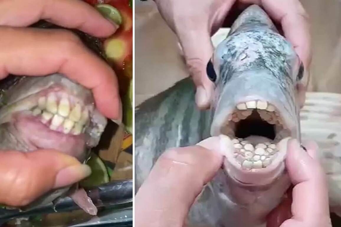 Fish with 'human teeth' makes a splash as seafood find goes viral
