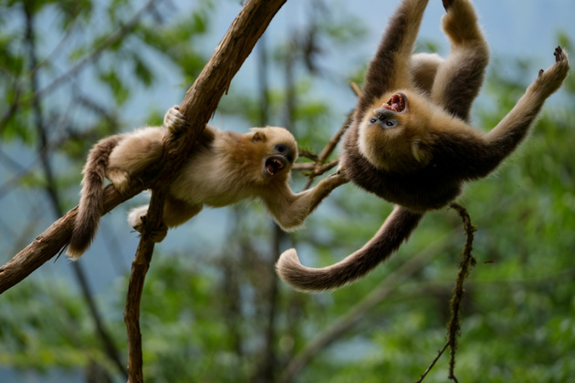 FOCUS | China makes headway on biodiversity protection