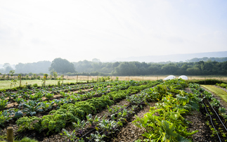 Study: Over $1tr a year needed to seed climate resilience into world's food systems