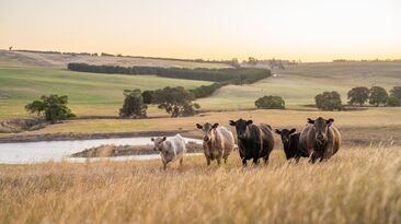 Australian monthly beef export volumes hit record highs as other major exporting nations see figures decline.  