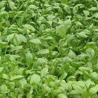 Shops in Ireland ordered to pull contaminated salad products
