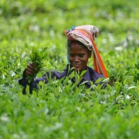 Centre allows Assam tea estates to avail support under oil palm mission