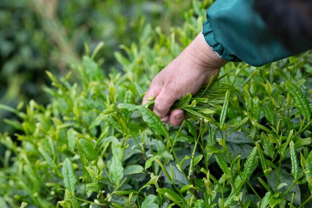 ChineseToday | Tea farmers bring aroma from deep mountains to urban customers