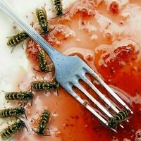 What to do when wasps crash your picnic - a scientist's guide to dining safely with these insects