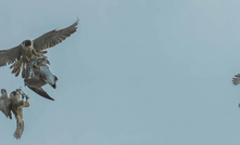 Pilbara-bound Peregrine takes off