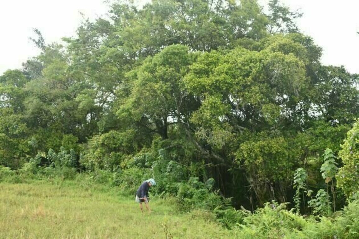 Sisa konflik TPL: Hutan dikembalikan, tapi perempuan masih menanggung beban ganda
