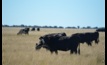  NFF labels LEAN's proposal to halve Ag methane emissions as "anti-farming"  . Photo Mark Saunders.