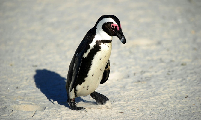 South Africa court drops case against penguin thieves South Africa court drops case against penguin thieves