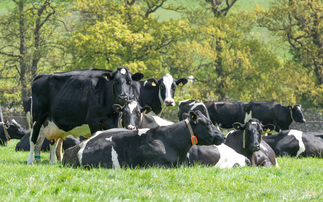 Using genomics to generate progress in dairy herds 
