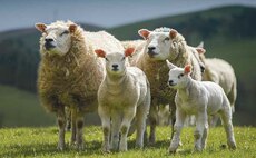 Ben Goldsmith attack on sheep farming 'incorrect and damaging', says NSA