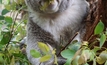 Koalas to set benchmark for mine rehabilitation success