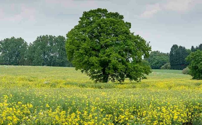 Government invests £3.9 million to help deliver tree planting initiative