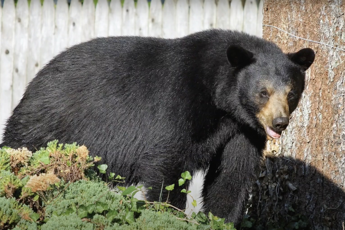 Lawmakers OK Sunday hunting, while giving reprieve to bears