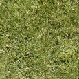 Artificial grass grows a new market 