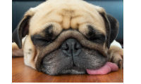Let sleeping dogs lie with Norbord's super-quiet flooring
