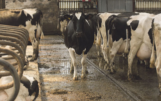 Bluetongue Temporary Control Zone announced in Monmouthshire