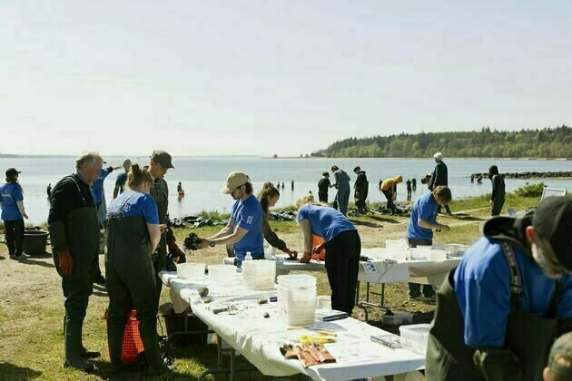How Denmark's oysters are transforming foodies into citizen scientists