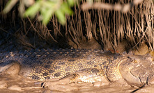 NT Gov warns people to be croc wise.