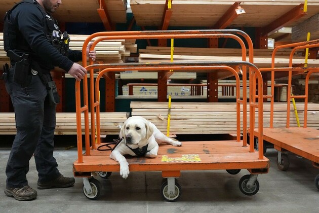 Meet Duke- Burnsville PD&#39;s behavioral health response dog