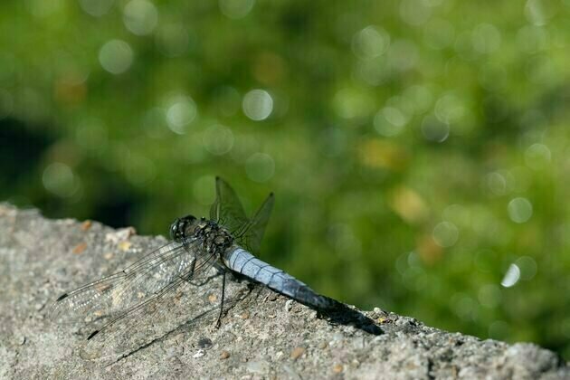 Africa's freshwater ecosystems depend on little creatures like insects and snails: study maps overlooked species