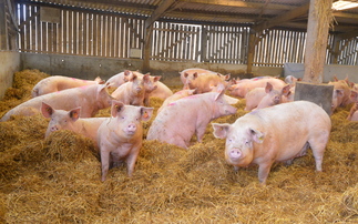 Latest pig market updates: Opportunities for market growth in 2025